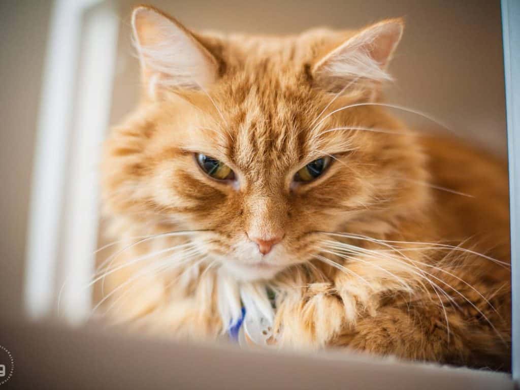 Spend Your Valentine's Day With Adoptable Cats at Colony Cat Cafe