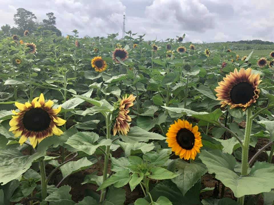 Sunflower picking at Triple B Farms is one of the outdoor activities in Pittsburgh to do right now. 