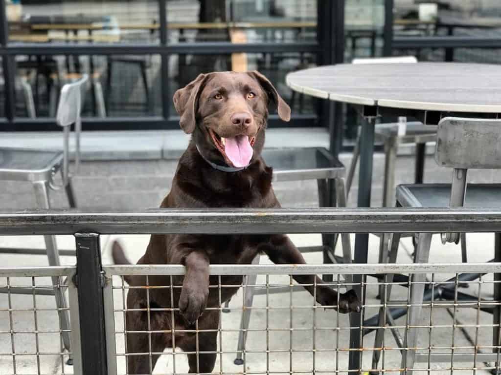 Brew Dog is one of the outdoor breweries in Pittsburgh. 