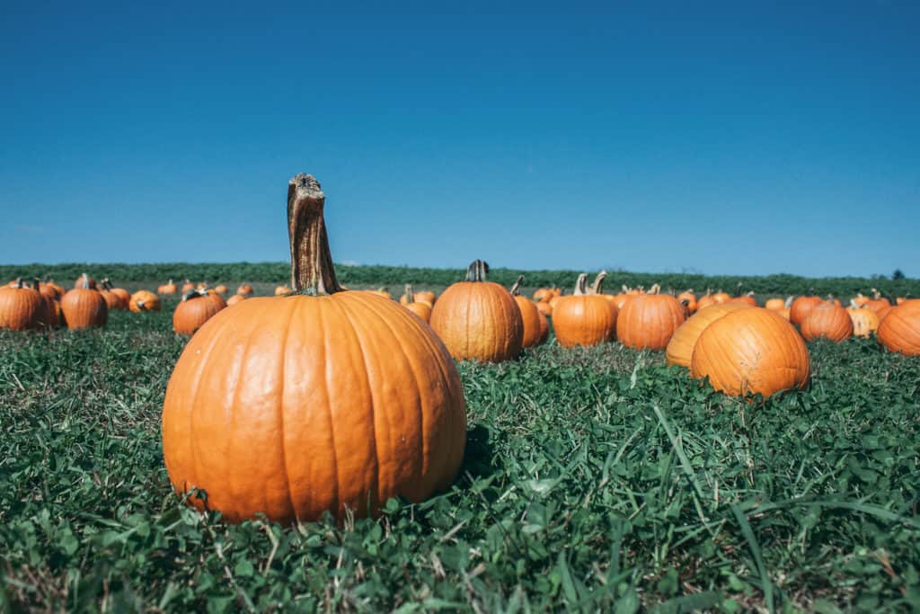 Fall Festivals Near Me: Janoski's hosts its Pumpkinland every year.