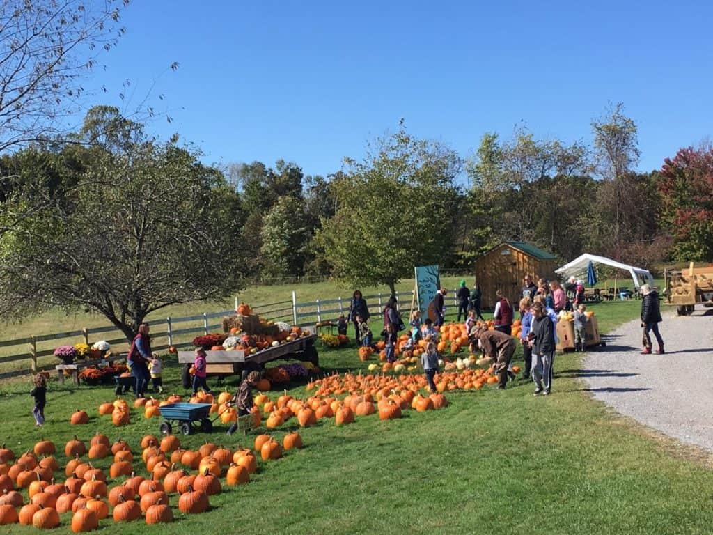 hay rides near lock hven pa