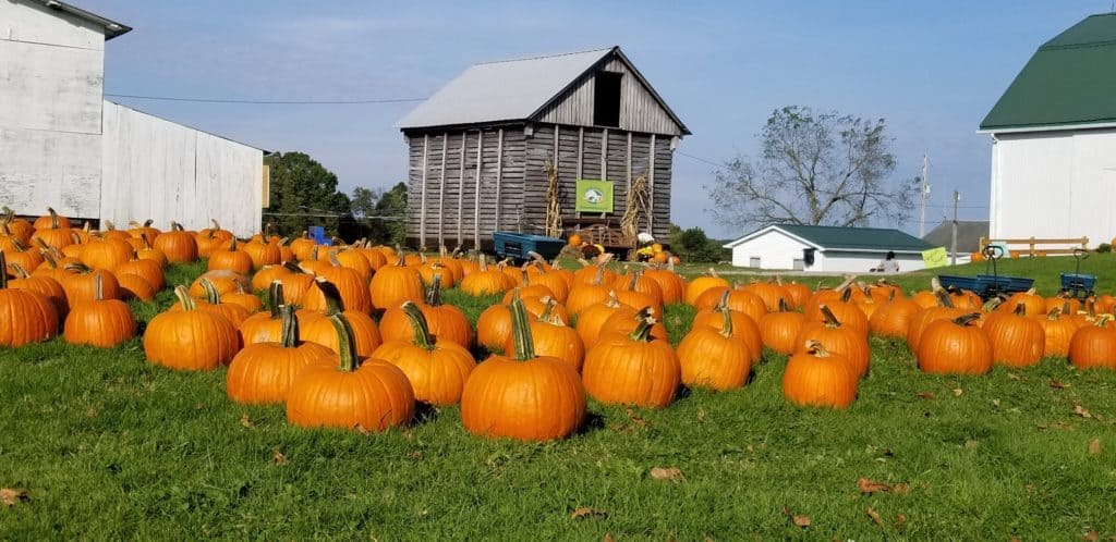 Fair Haven Farms is a pumpkin patch near Pittsburgh. 