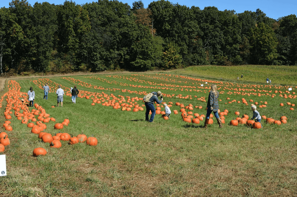 October Fall Activities Near Me