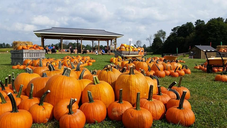 Pumpkin Patch Near Me 2025