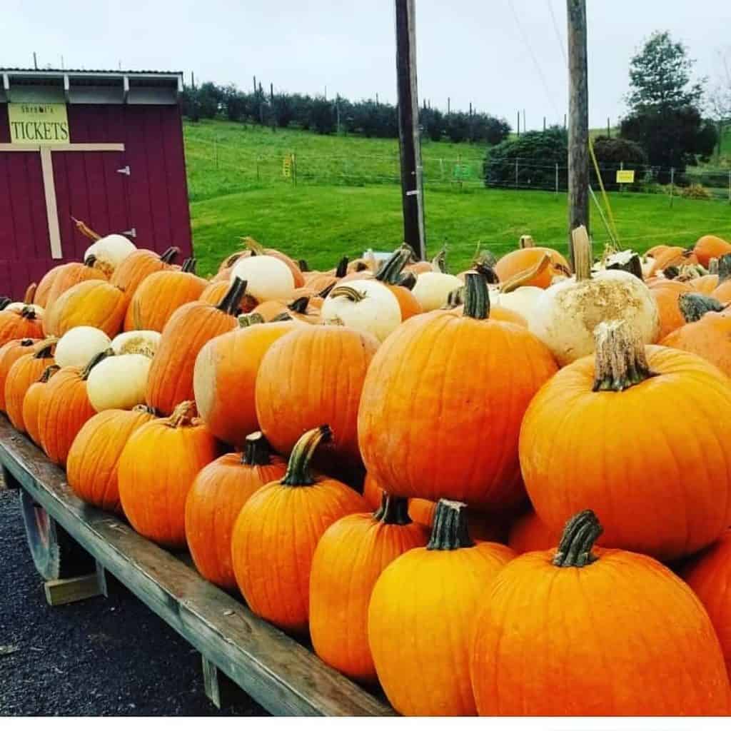 Fall Festivals Near Me: Shenot Farm's Pumpkin Patch is open for the season! 