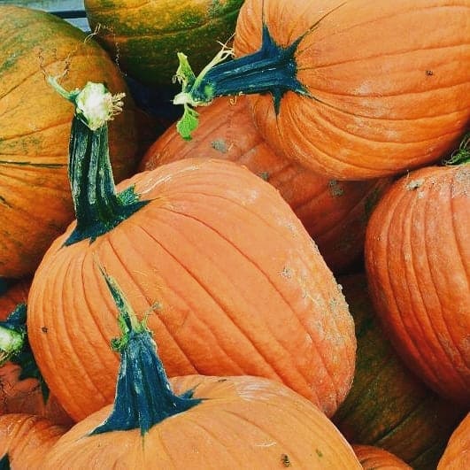 Simmons Farm has a pumpkin patch near Pittsburgh. 