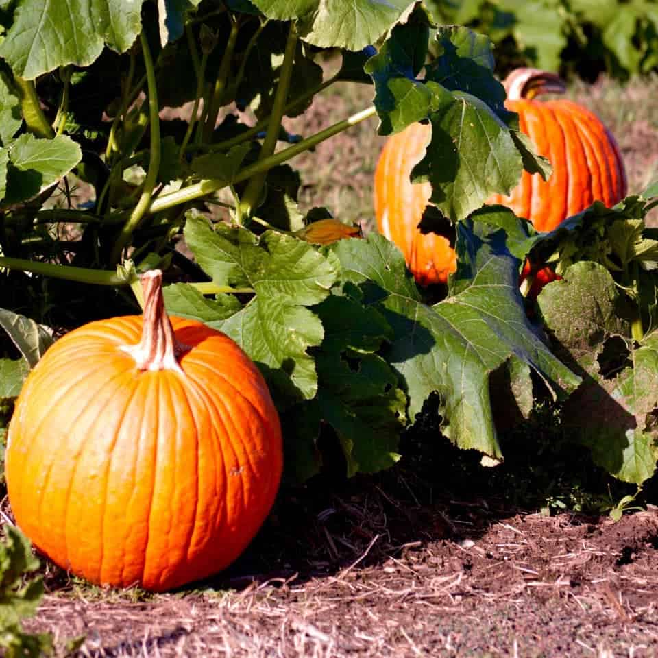 Triple B Farms has a pumpkin patch near Pittsburgh. 