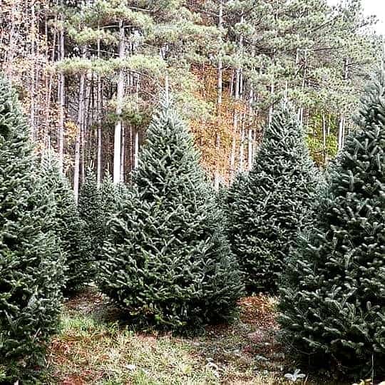 Christmas Tree Farms Near Me: Pine HIll Farms in Evans City, PA