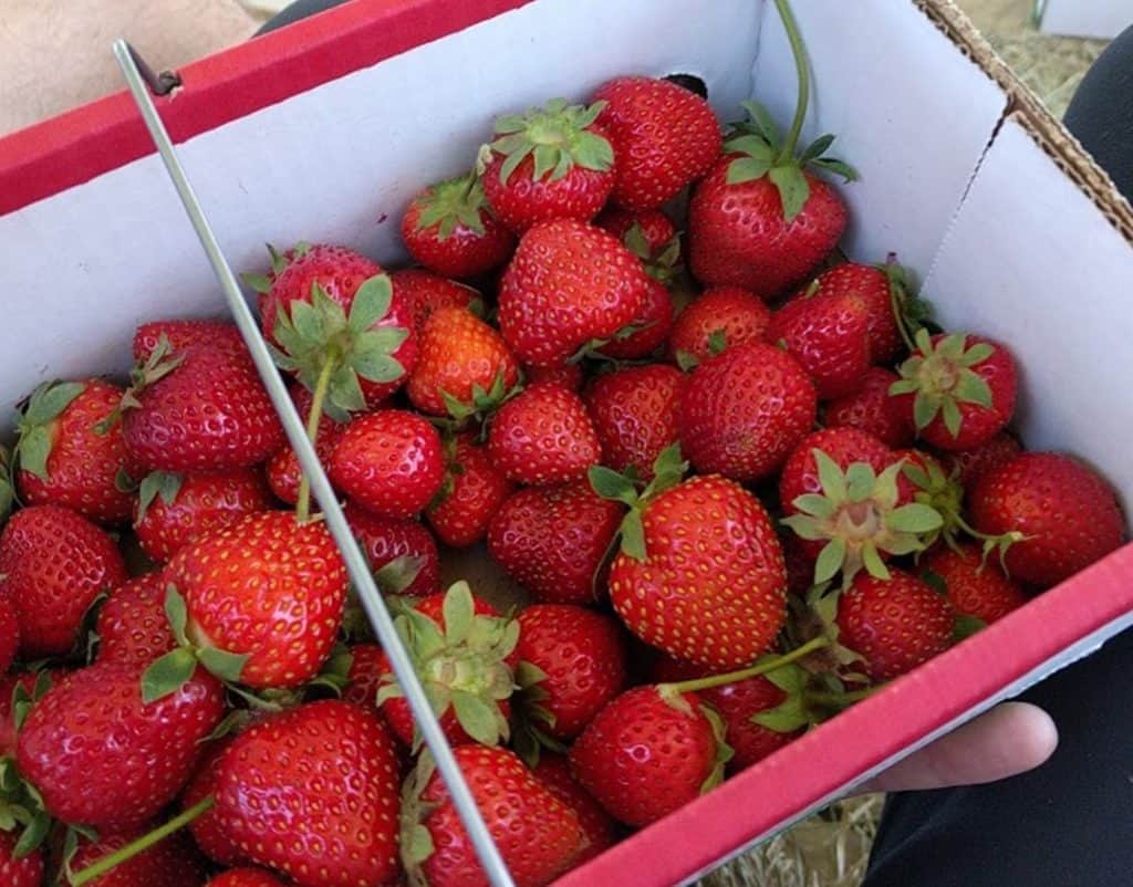 Where to PickYourOwn Strawberries Near Pittsburgh