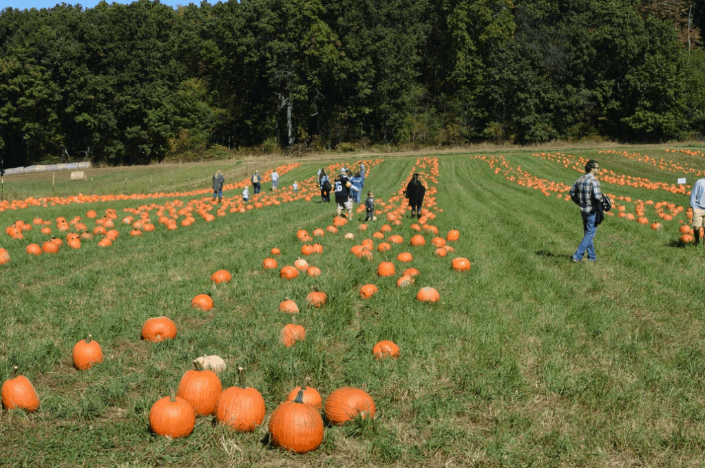 Fall Festivals Near Me: Freedom Farms hosts Fall Festival weekends every year. 