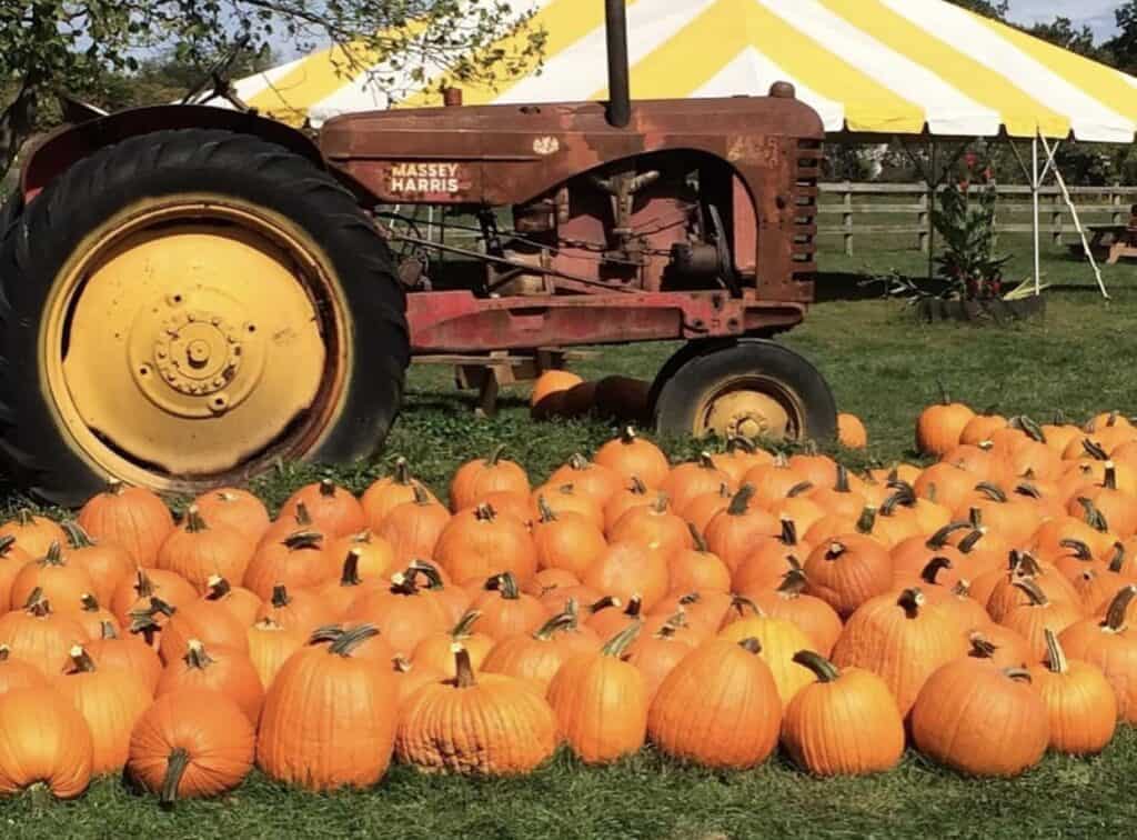 Pittsburgh Fall Festivals 2023 feature Great Pumpkin Weekends at Spring House Market.